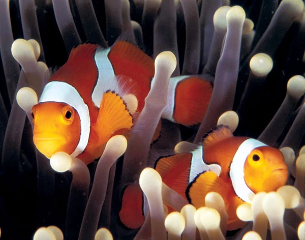 clownfish group