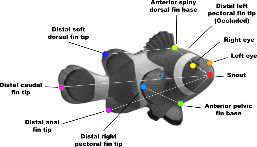 Schematic of keypoints used for behavioral quantification